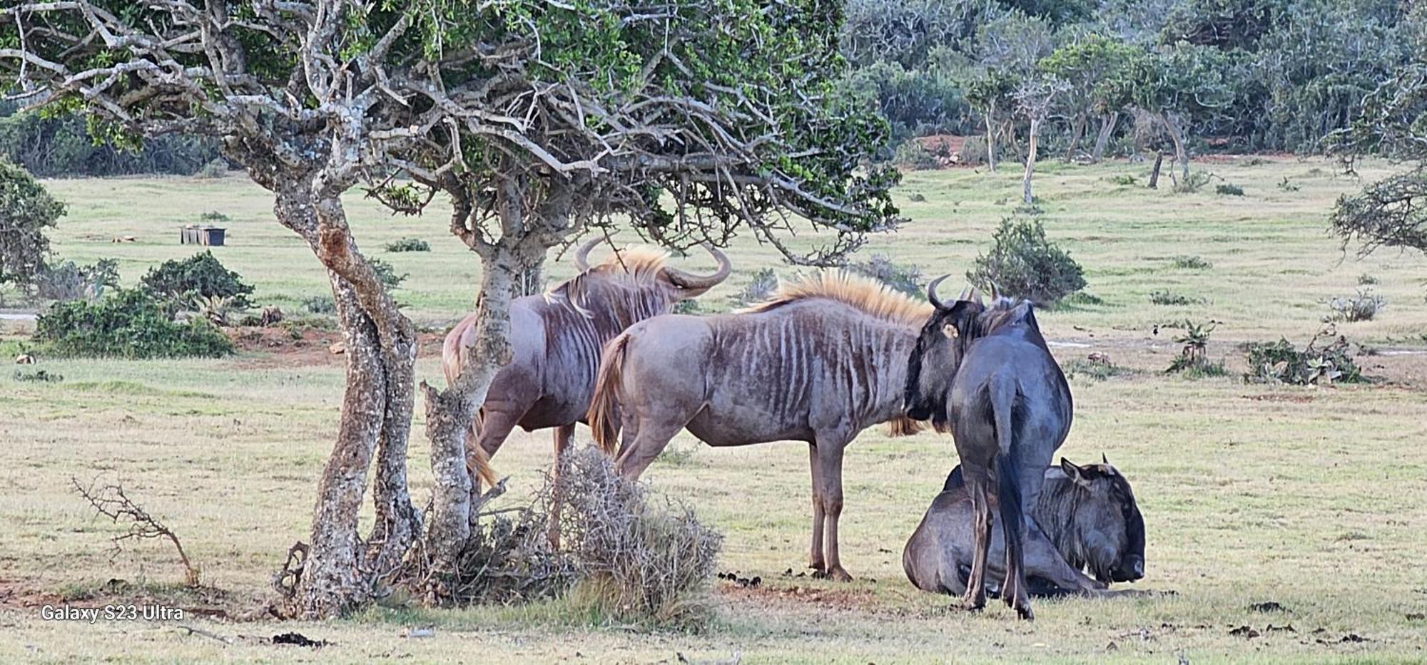 Valley Bushveld Country Lodge أدو المظهر الخارجي الصورة